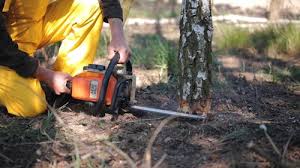 Best Commercial Tree Services  in Vancleave, MS