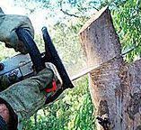 Best Tree Trimming and Pruning  in Vancleave, MS