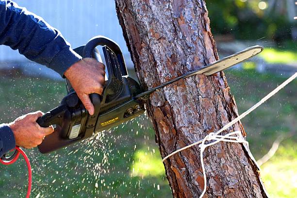 Best Lawn Mowing  in Vancleave, MS