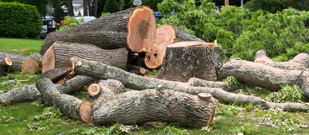 Best Leaf Removal  in Vancleave, MS