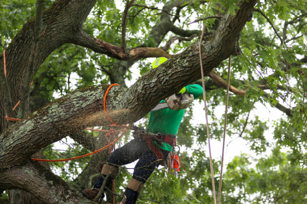 Best Arborist Consultation Services  in Vancleave, MS