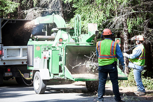 Best Tree Maintenance Programs  in Vancleave, MS
