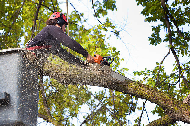 Professional Tree Care in Vancleave, MS