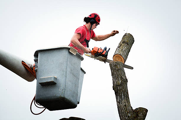 How Our Tree Care Process Works  in  Vancleave, MS