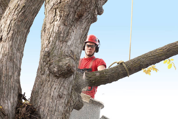 Best Tree Removal  in Vancleave, MS